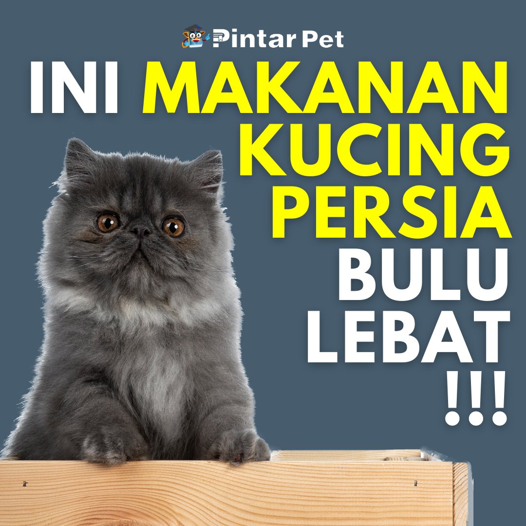PintarPet's tweet photo. Tertarik untuk pelihara kucing persia karena suka sama bulu lebatnya? Ingat, kucing persia enggak boleh dikasih makan sembarangan!
https://t.co/7yme2sJJiC

Follow @pintarpet 🐱

#pintarpet #kucingpersia #makanankucingpersia #Pandji #Queensha #IndoPride #JessicaJungDiRuangTengah https://t.co/D3CP8hSGTw