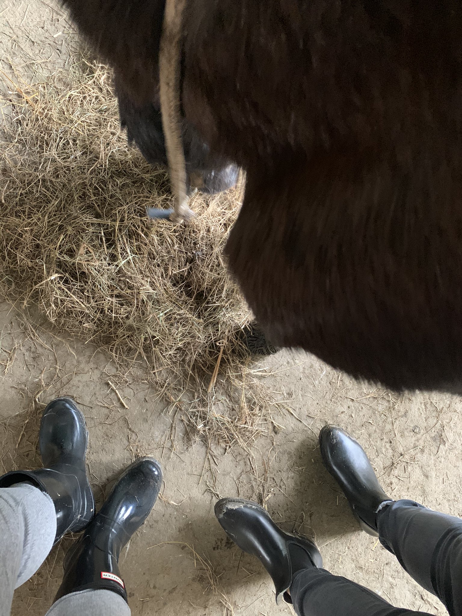 Reitherrin Lina 👑 5k + on Twitter: "Am Stall mit meiner Schwester 😍 #