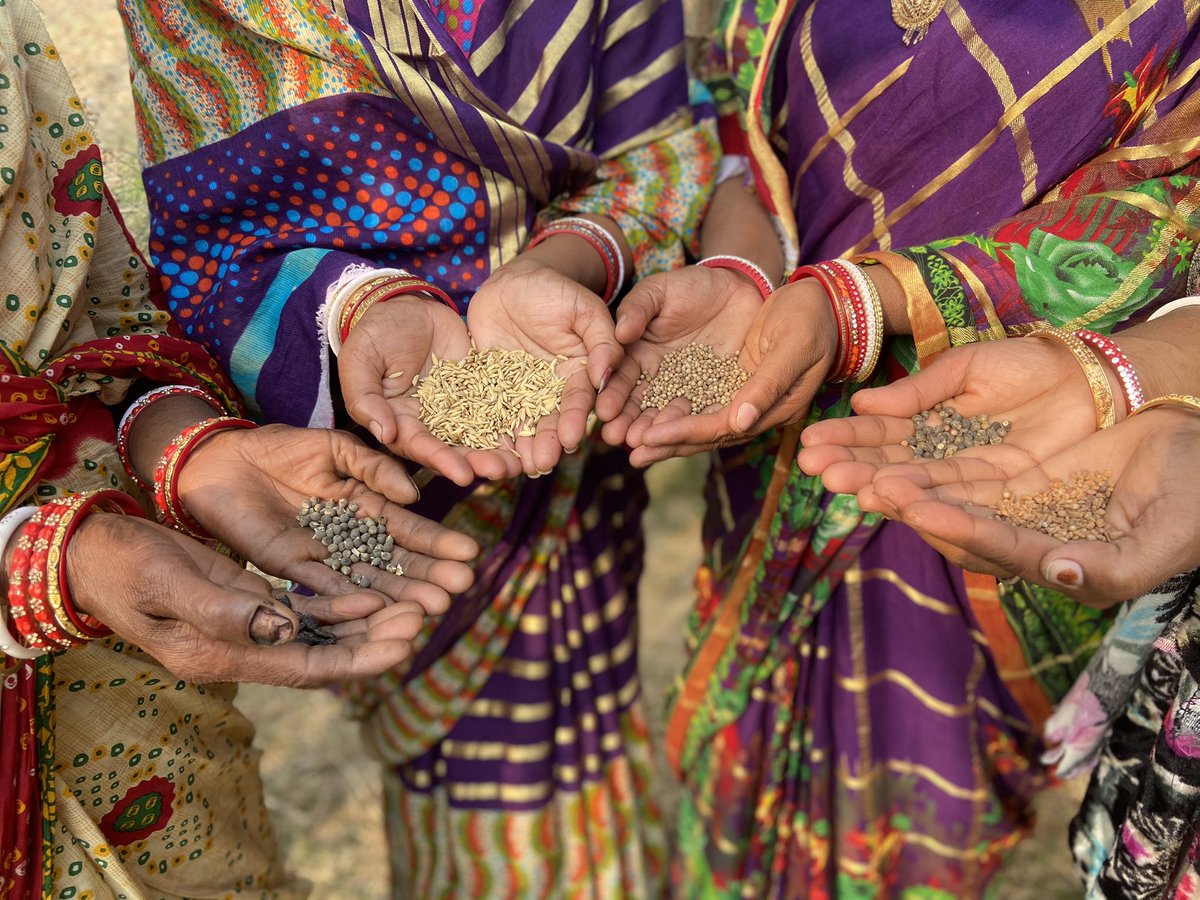 Seed is about culture, tradition, spirituality, cooperation  &amp; diversity. #seed is about survival, about getting diverse and healthy food on the table every day.  <a href="/drvandanashiva/">Dr. Vandana Shiva</a> #livingseed #livingfood <a href="/NavdanyaInt/">Navdanya International</a> <a href="/occupytheseed/">Seed Freedom</a> #Odisha