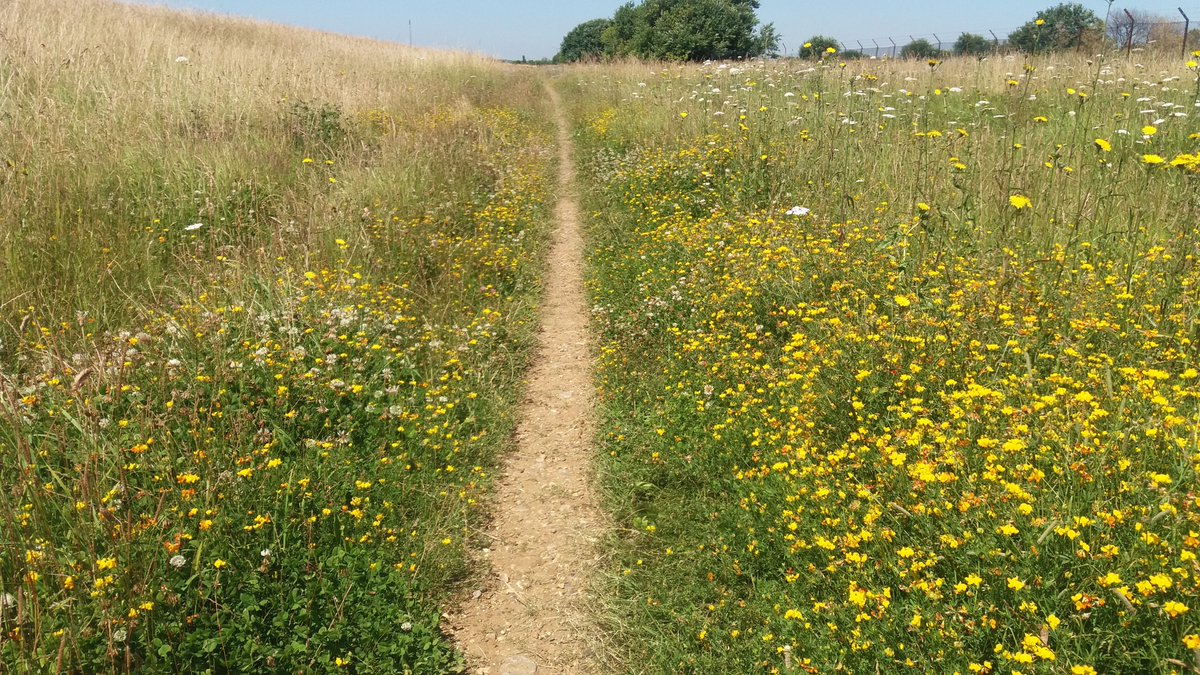 you're a big #bee but you're in bad shape, with me it's a full time job, now bee-have! The Get Carder #seawall #bumblebee chapter has appeared online early! <a href="/BumblebeeTrust/">Bumblebee Conservation Trust</a> <a href="/perkins58/">Gill Perkins</a> #bees #pollinators <a href="/DominicCoath/">Dominic Coath</a> <a href="/BarnabySmithUK/">Barnaby Smith</a>  sciencedirect.com/science/articl…