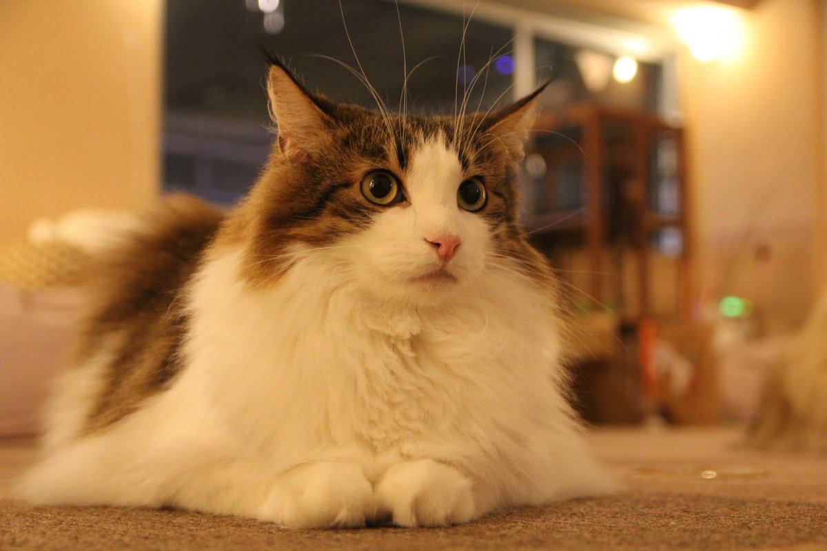 Cat Cafe ねころび בטוויטר ハルキくん 07 12 12生まれ ノルウェージャンフォレストキャット 有名な某小説家の方からお名前を拝借しました 甘えたモードとツンツンモードを上手く使い分けてゲストさんを翻弄するイケメンです ねころびを振り返る たくさんの
