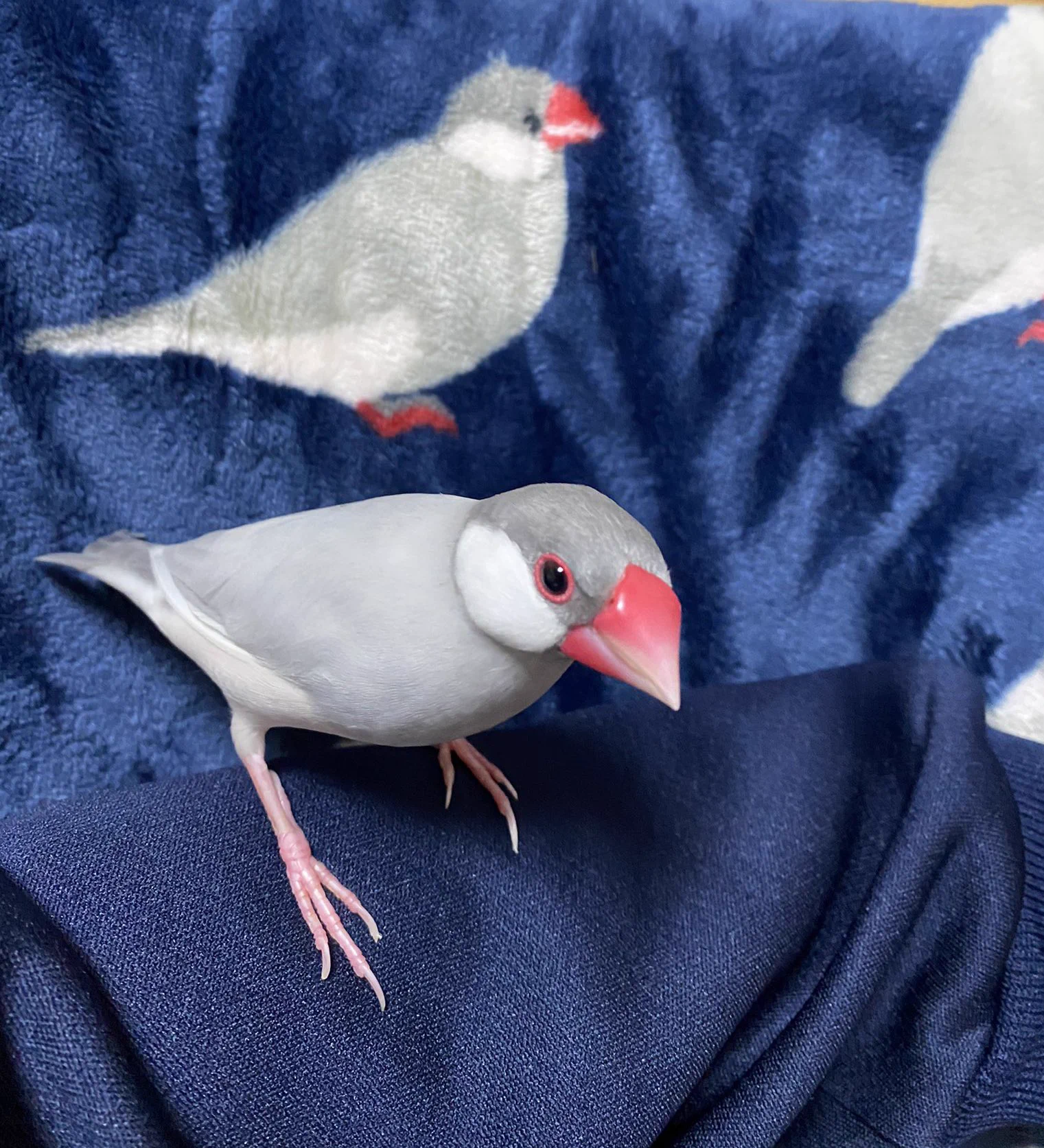 @occhima 外部から失礼します。
生き物のアカウントから失礼します🙇‍♀️
この写真を撮るのは宿命だと思いました笑 