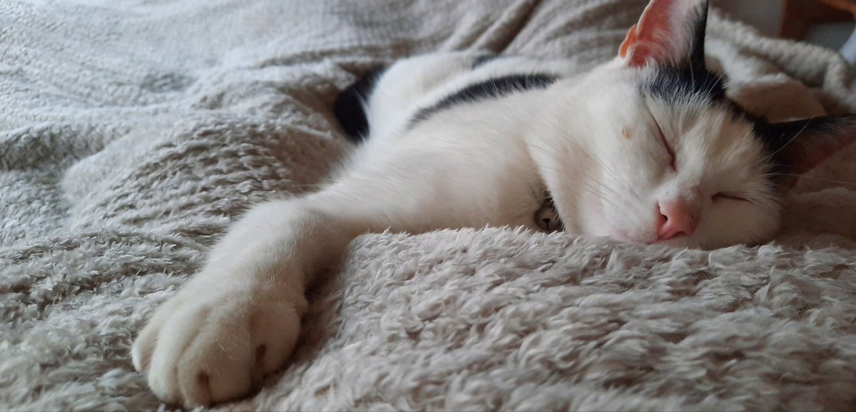 Happy boy #Caturday #CatsOfTwitter