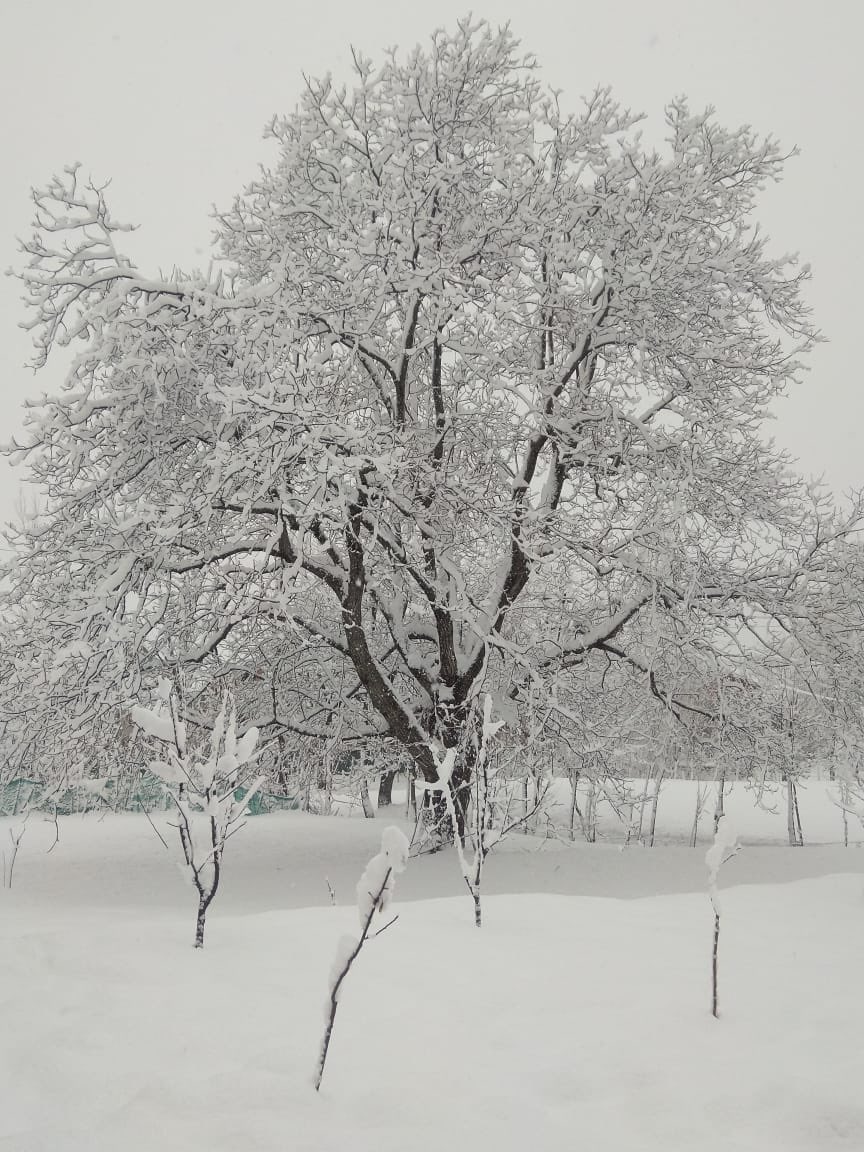 Adivasi_JK's tweet photo. Paradise on Earth #Kashmir
This my native village #Batkote #phalgam
Snow (sheen) gives Beauty to whole valley. @listenshahid @hello_anshul @ZahidParwaz @AjazChodharyKPS @GuftarAhmedCh @bismabhat3 @QaziShibli @AnuradhaBhasin_ @nayeema1
Pc : to my younger sister https://t.co/xzsdbxGl4q