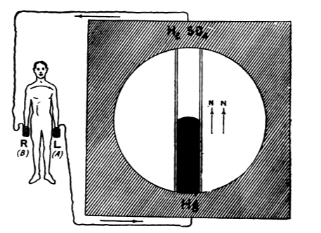 One day in 1887, as Waller later explained, "it occurred to me that it ought to be possible to use the limbs as electrodes and thus lead off from the heart to the electrometer without exposing the heart".