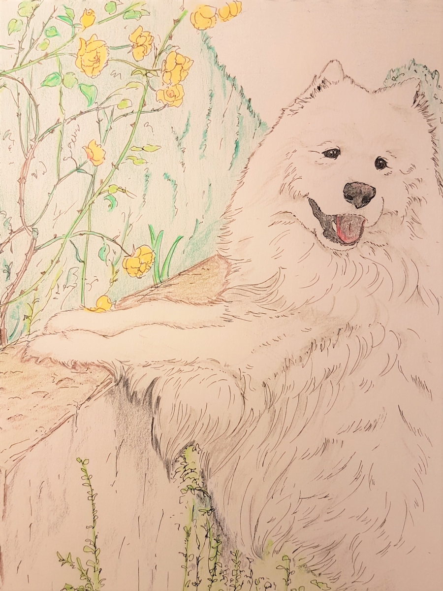Sissi02 No Twitter サモエド散歩 Samoyed アナログ サモエド サモエドイラスト 犬の絵 Samoyedillustration 色鉛筆 マイクロペン 犬イラスト 犬 T Co Iz4f7yioxi