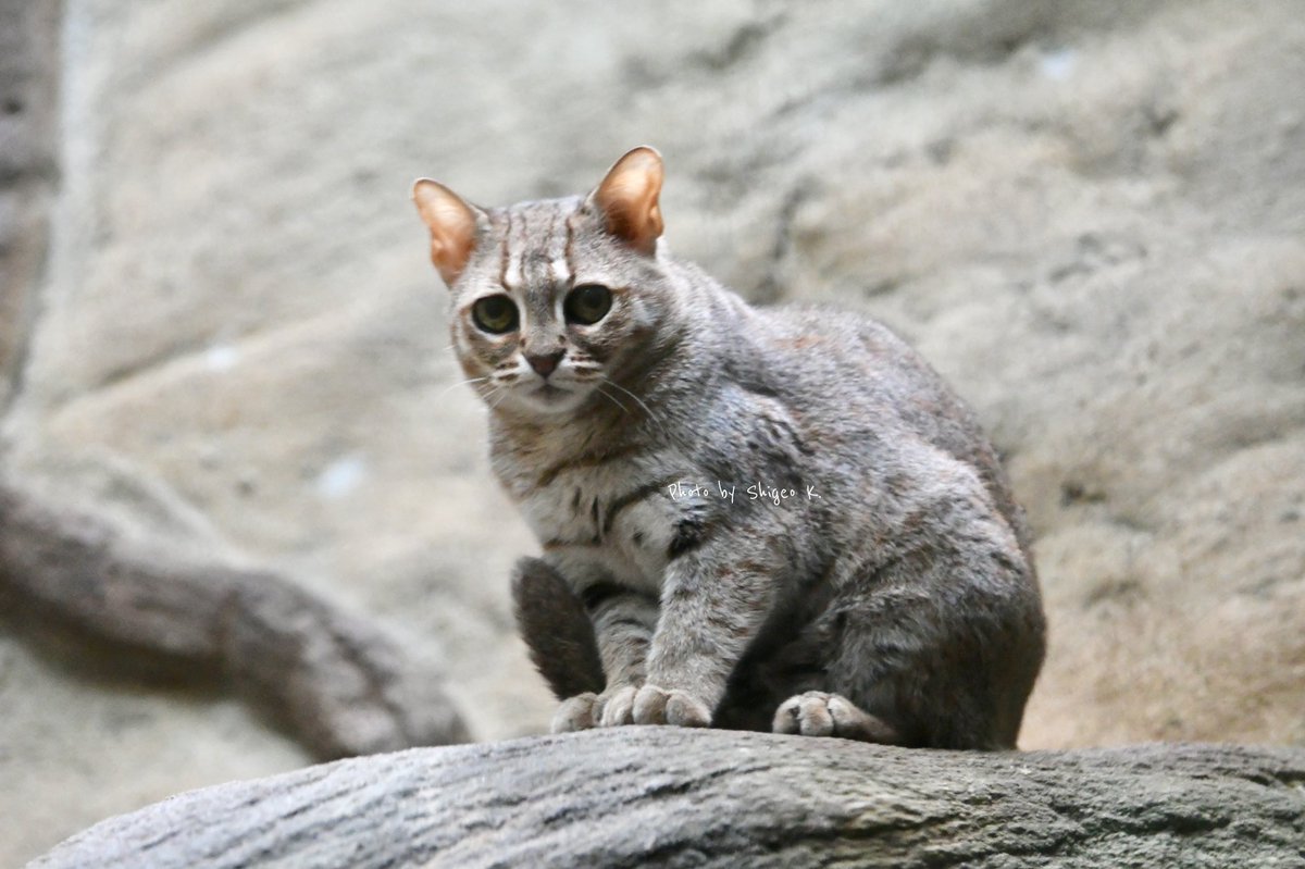 تويتر サビイロネコ البحث في تويتر