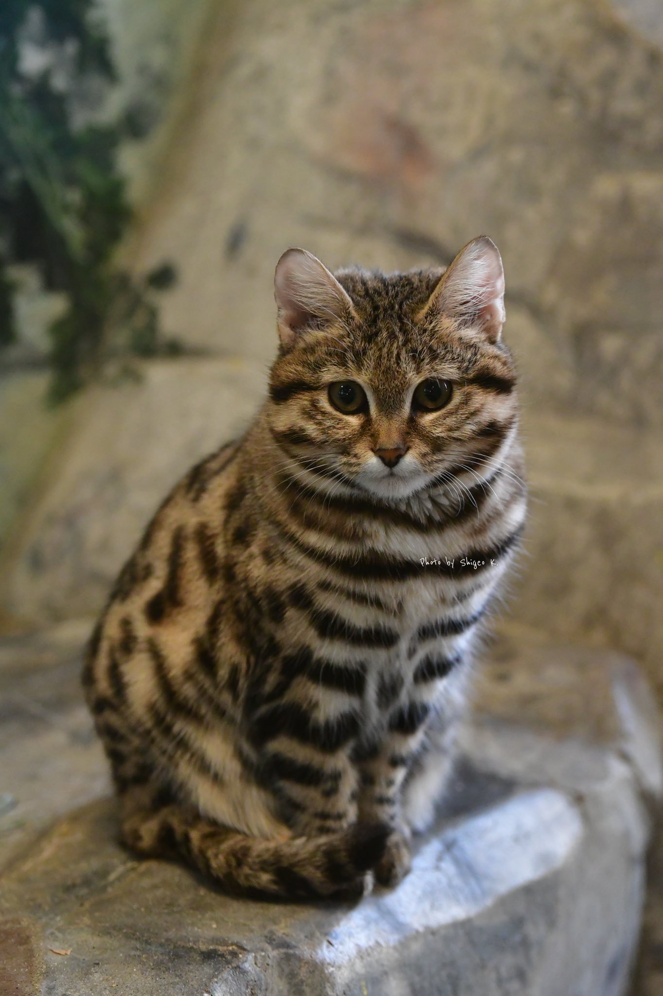 Shigeo サビイロネコ ベルリン動物園 も クロアシネコ ホーグル動物園 もスナネコも たとえ繁盛出来ても ペットにしたらいかんでしょう やっぱり 腹が立って来た 博士ちゃんはいい T Co Zqn2eak04e Shigeo サビイロネコ ベルリン動物園 も クロアシネコ ホーグル動物園 もスナネコも たとえ繁盛出来ても ペットにしたらいかんでしょう やっぱり 腹が立って来た 博士ちゃんはいい T Co Zqn2eak04e