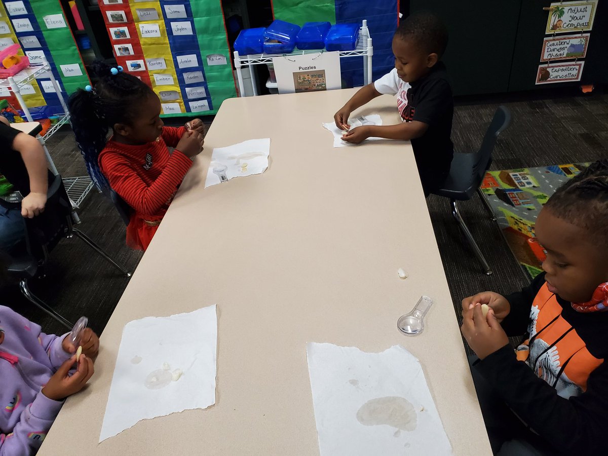 DuirdenJennifer's tweet photo. Our little scientists enjoyed exploring their seeds. We can't wait to see if ours grow as big as Jack's did. @HumbleISD_HE https://t.co/pa1GwcYY0m