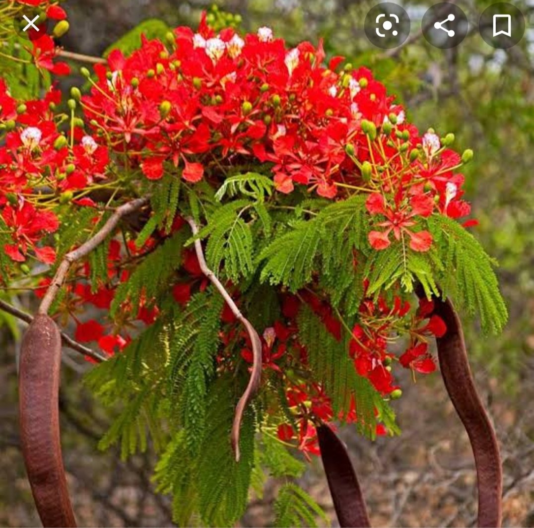 Poinciana растение