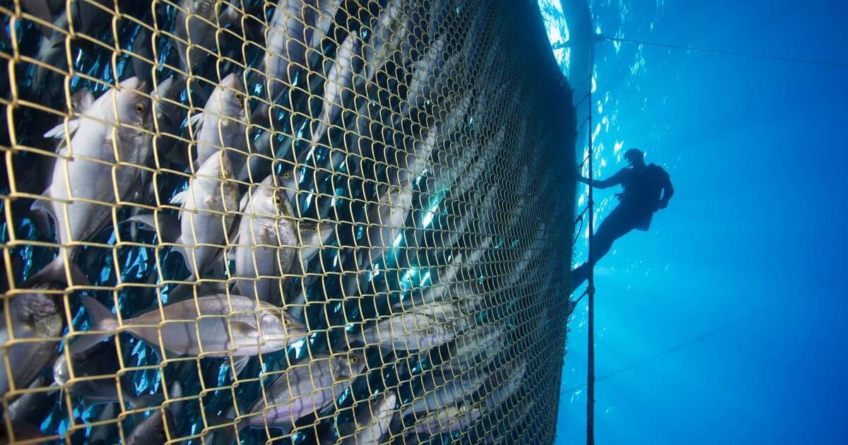 Fish farming is forecast to overtake wild-caught fish production in 2021: For context, farmed fish accounts for 70% of all farmed animals worldwide. This presents a host of problems. For example, shrimp farming has led to the destruction of three million acres of coastal wetlands