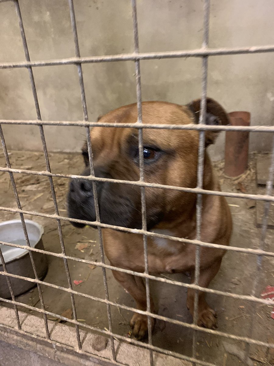 ManachainO's tweet photo. Here’s a better photo. Found on Glen Road at 5pm. In good shape so obviously someone’s pet. Any info gis a shout
Retweets would be appreciated https://t.co/x6aJiAXCb8