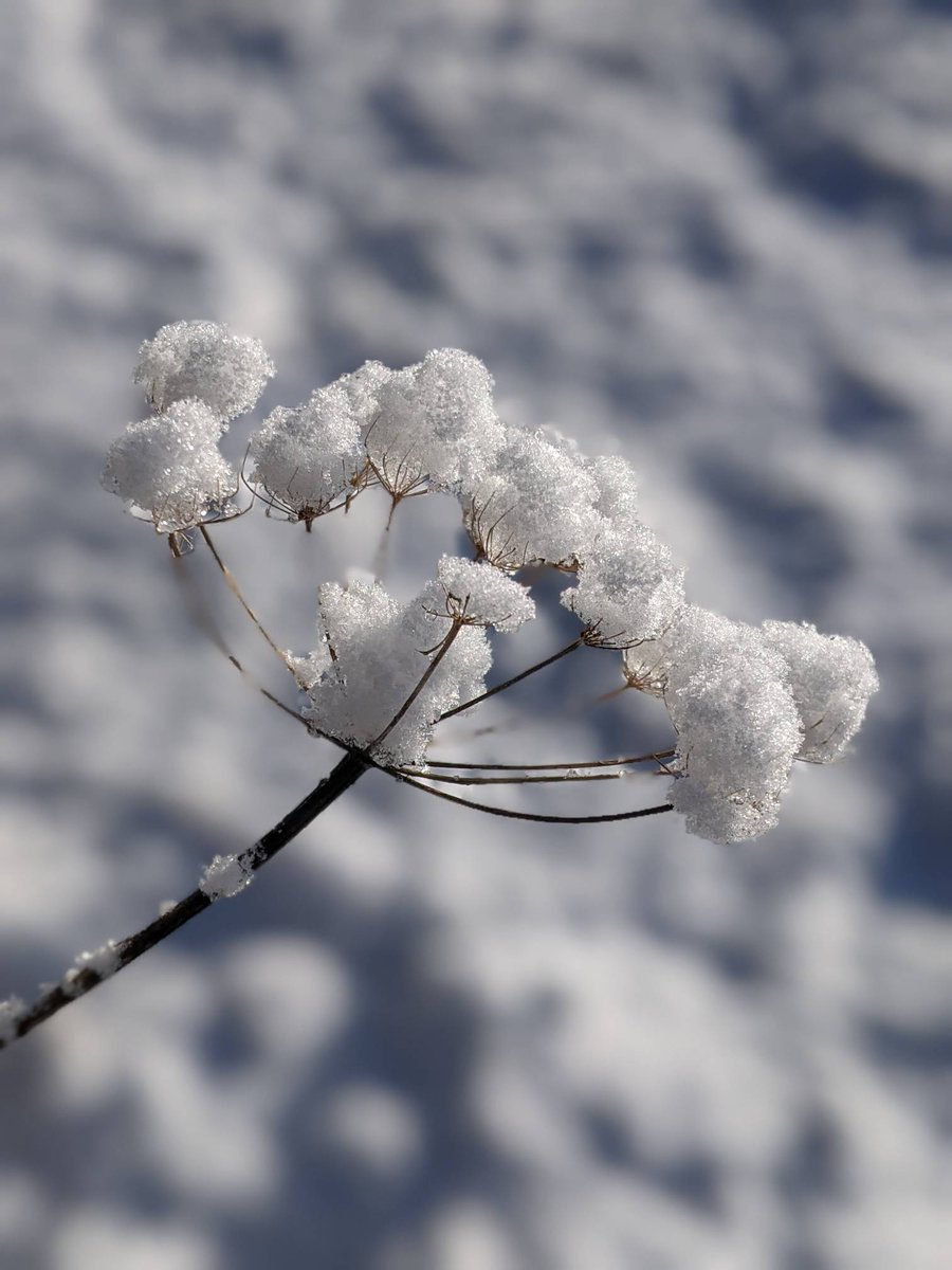 foddertylodge's tweet photo. I never get tired of seeing things under a blanket of snow - everything sparkles in this northern light.

#foddertylodge #snowscape #snow #hogweed #fodderty #highlands #scotland #onlyinscotland https://t.co/PSmVFLZgji