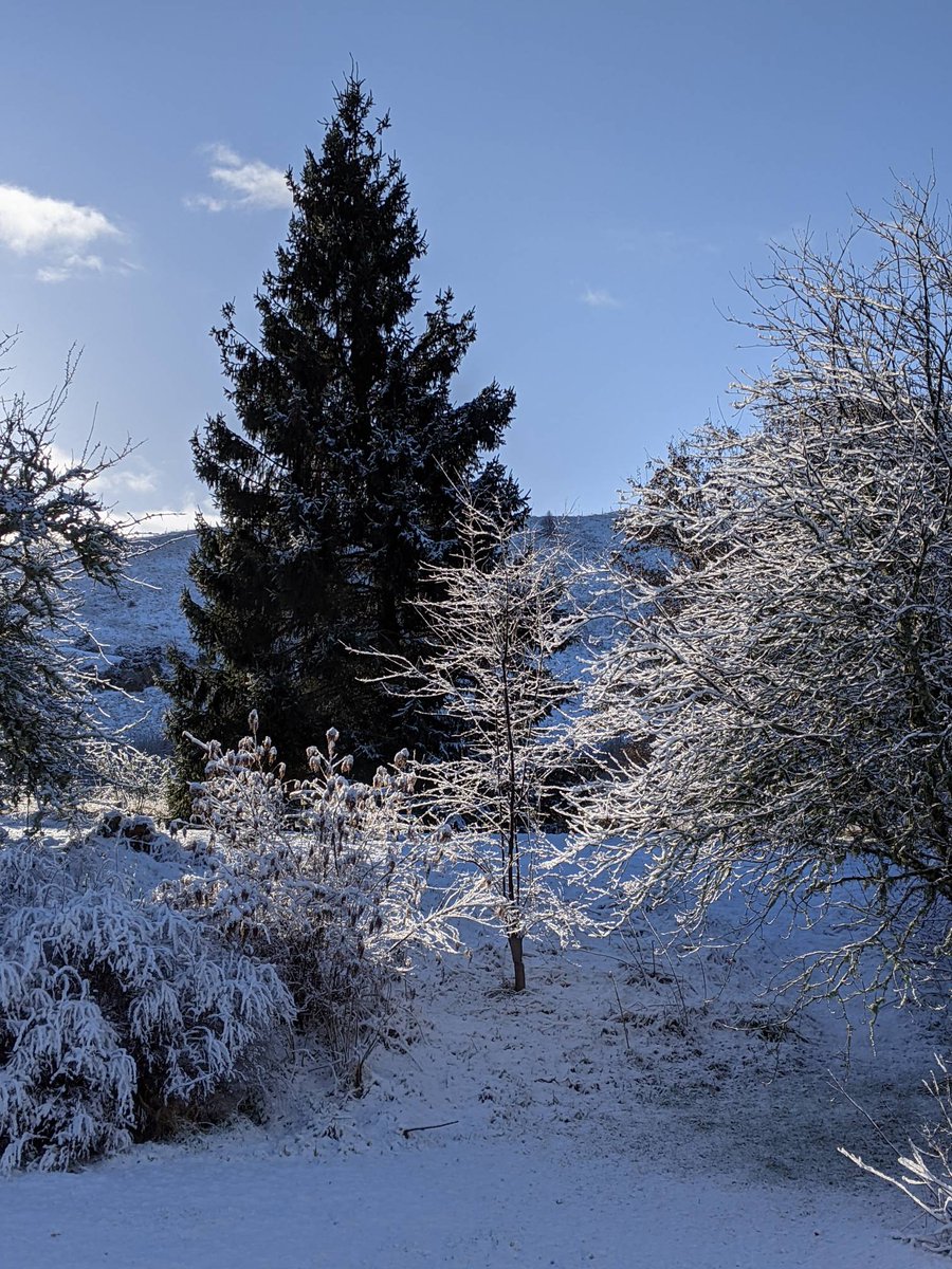 foddertylodge's tweet photo. I never get tired of seeing things under a blanket of snow - everything sparkles in this northern light.

#foddertylodge #snowscape #snow #hogweed #fodderty #highlands #scotland #onlyinscotland https://t.co/PSmVFLZgji