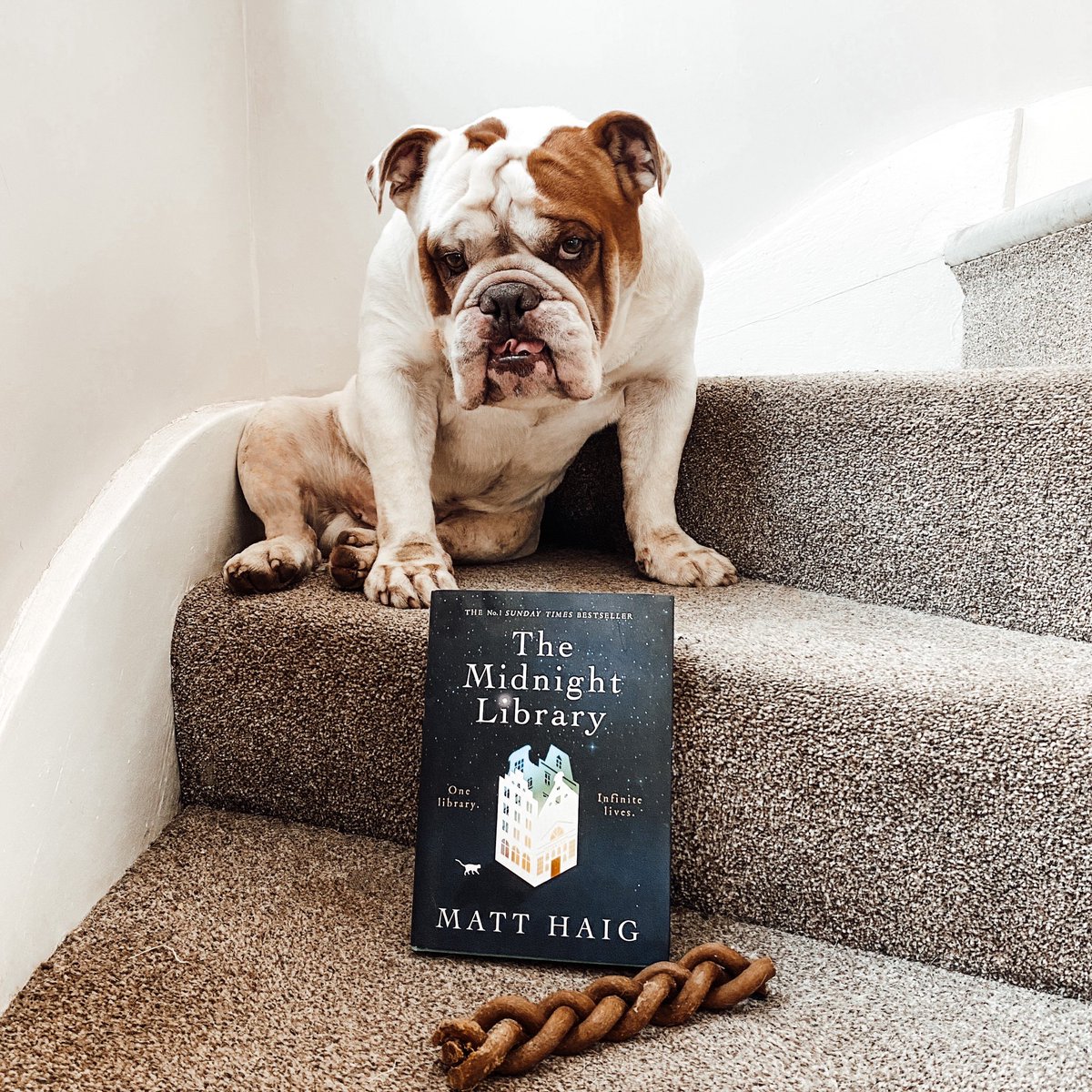 Check out my @bullybookclub review for @matthaig1 #TheMidnightLibrary Click on the link below 👇🏻👇🏻👇🏻 instagram.com/p/CKZUXa3ntkm/… #dogswhoread #dogsoftwitter #booksoftwitter #bookreview