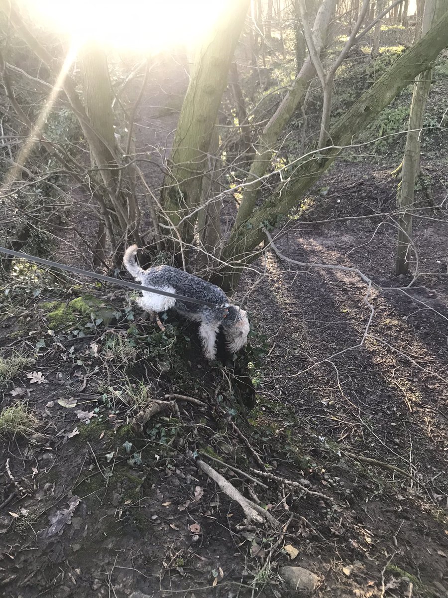 Today has been a day of “where can Lola put her head” 🤣 lots of places but not a 🐰 in sight! #headinahole #norabbits #adventureswithlola #lakelandterrier #saturdaywalk