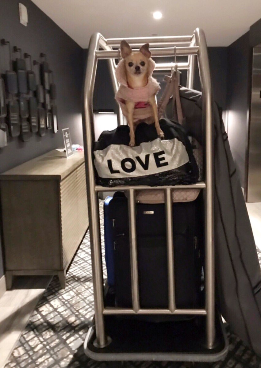 Miami2Boston's tweet image. Lady loves riding the hotel carts💕
She also thinks we may have over packed! 🧳
