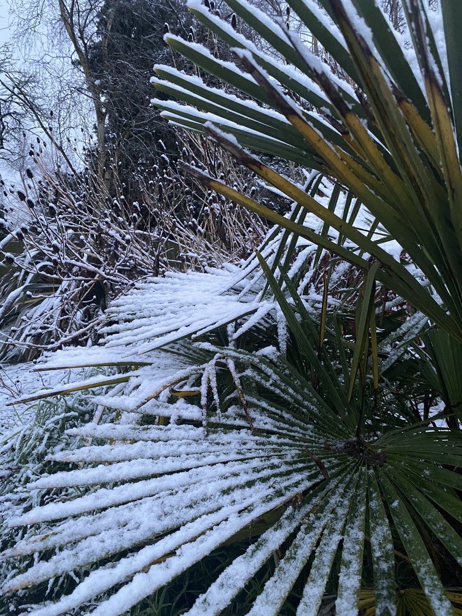 IrisesSeagate's tweet photo. Didn’t take long for the snow to settle here late this afternoon, steadily adding to it as it’s got dark! #snow #winterscene #2021 #seedheads #rudbeckia #trachycarpusfortunei #nosuntoday #norfolk https://t.co/WjBVSiPlSi