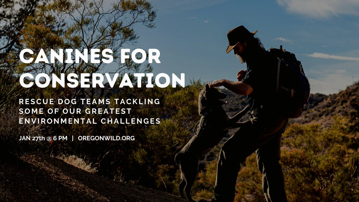 OregonWild's tweet photo. Learn about the incredible @roguedetection teams, rescued dogs and field researchers helping scientists tackle important conservation concerns - like collecting data on endangered species through scat detection in remote locations. Webcast Jan 27th @ 6PM https://t.co/xTuCKn75Rg https://t.co/MomGqCYMIA