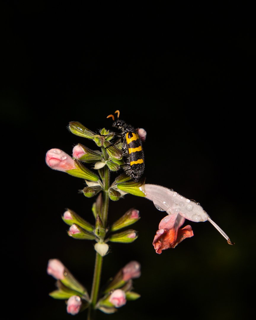 ChipiliroW's tweet photo. When nature comes knocking....
#canonphotography #canon6d #reverselens #reverse50mm #50mm #50mmreversed #malalwi #reversemacro #macrophotography #homegarden #macroinsect #blacknyellow https://t.co/y3n0MQjDLR