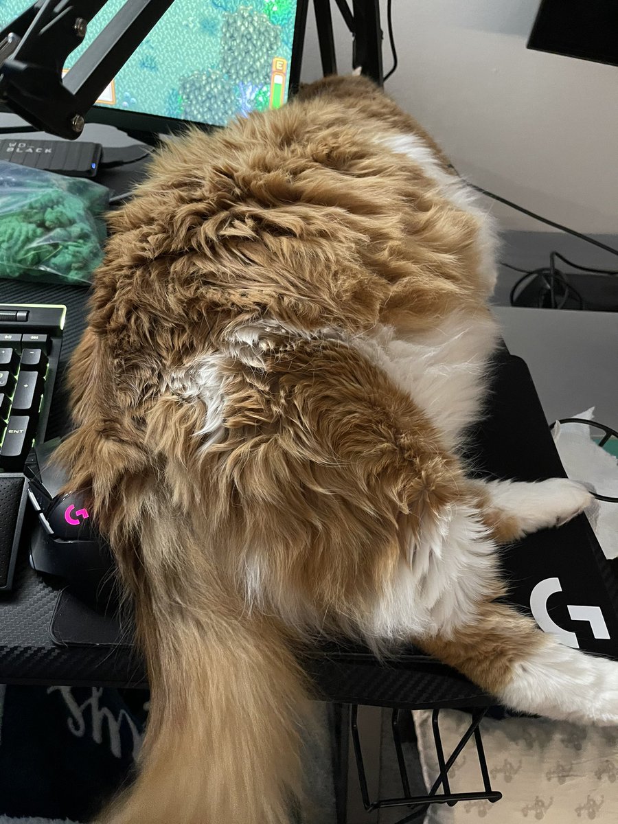 rogue_quest's tweet photo. For those who joined in this morning for the chaos that is Ollie yeeter of controllers, destroyer of streams... this is what I was working with beginning of stream 🤣🤣 #twitchstreamer #twitchaffiliate #kittystreamer https://t.co/h2wORsXVIi