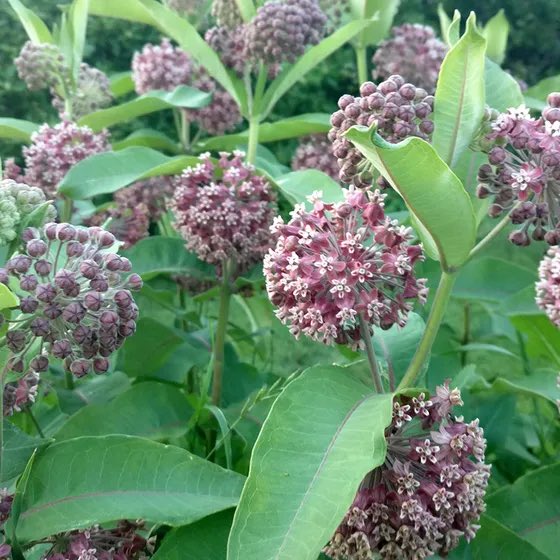 The only nesting site in the world for this incredible insect is the cardiotoxic milkweed, once abundant along this route. Milkweed populations have collapsed in recent decades with accelerating agricultural herbicide use. The monarch is now spiraling toward extinction.