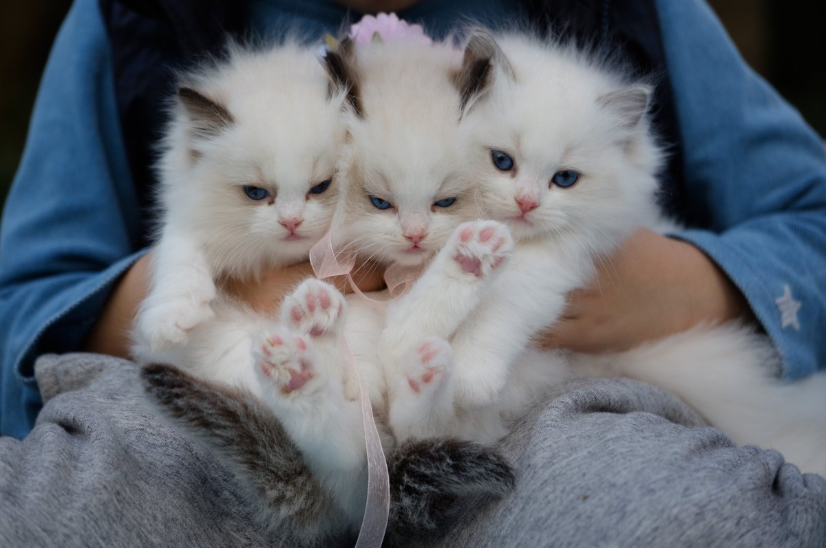Realgritgrandie's tweet photo. Cutest fur balls!! #Caturday #kittens #CatsOfTwitter #siamese #flamepoints @JeditheCat1 @CatsProtection https://t.co/4B7jDHjxLb