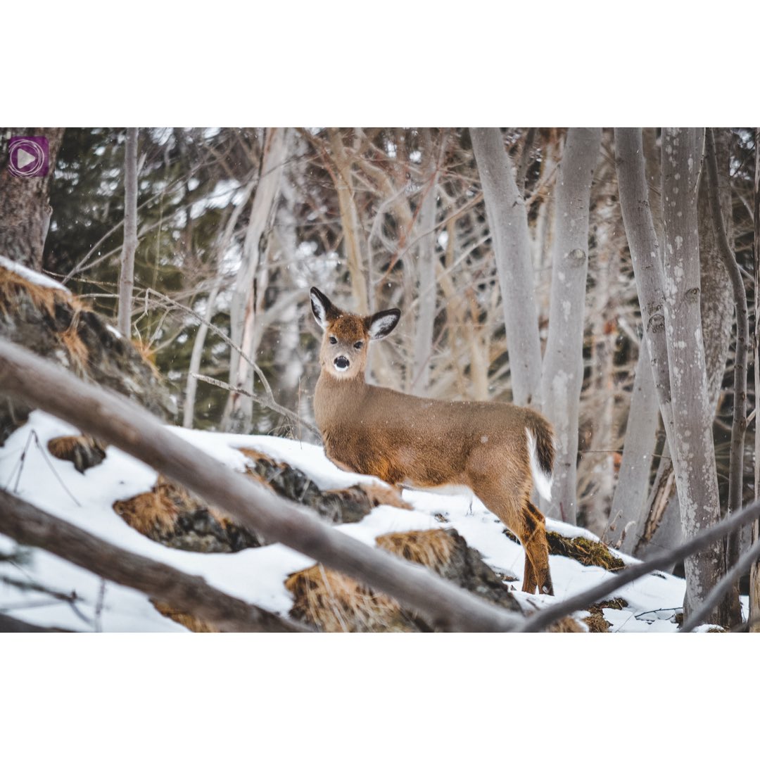 EBCDigitalNest's tweet photo. “...man has had to fight nature to survive; ...he is beginning to realize that, in order to survive, he must protect it.” [J.Cousteau]

📍Irving Nature Park🇨🇦
Built to preserve New Brunswick’s richest ecosystems.

📸 K.Cabusao-Pascual #EBCOttawaBureau

#ConnectLearnShare #EBCDN https://t.co/gA24icWayO
