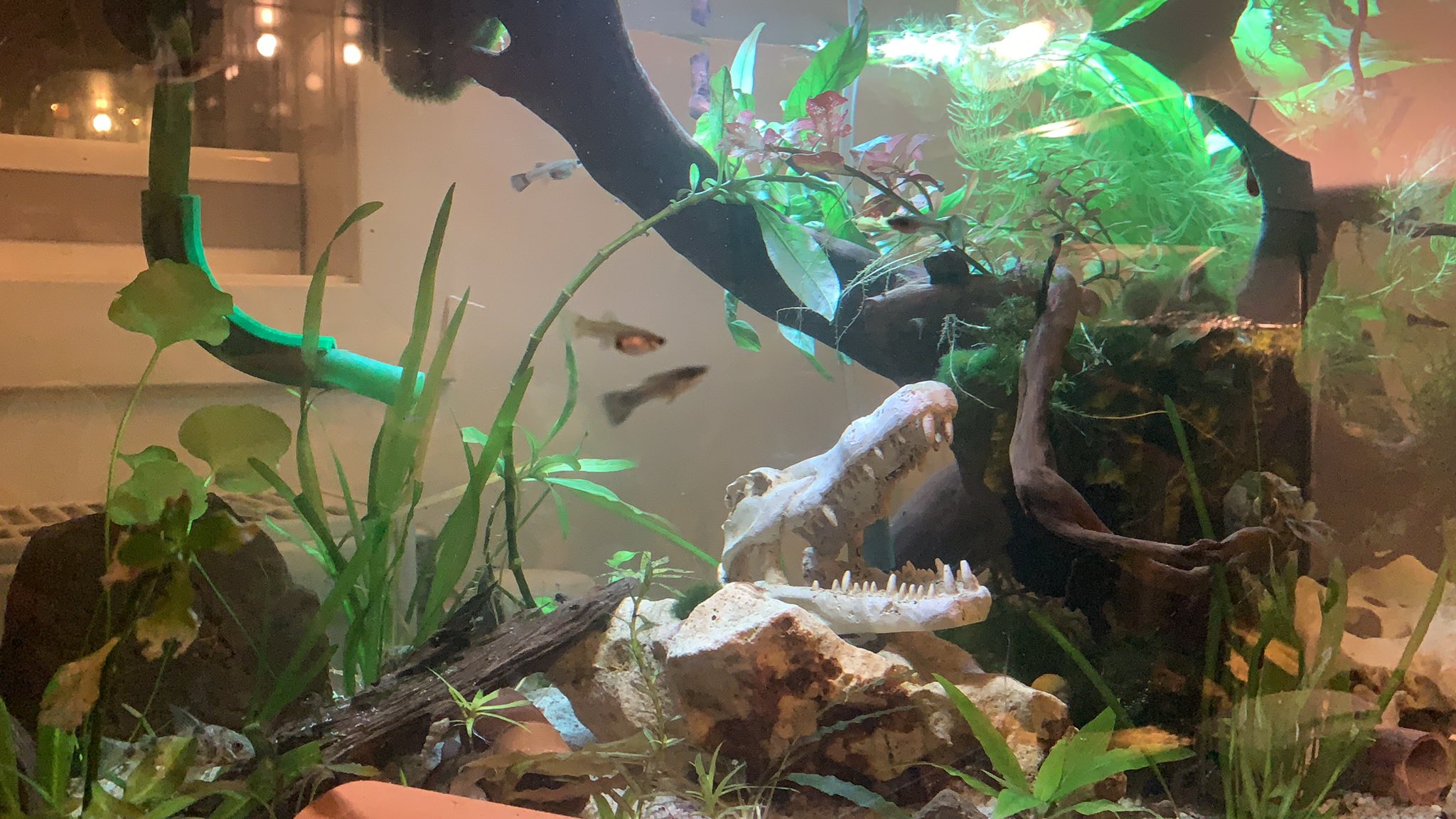 Aubrey J. Roberts on Twitter "Well now we are in a harder lockdown in