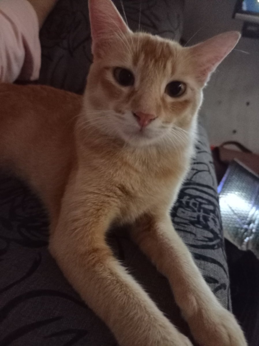 ciksuealoe's tweet photo. The way he looks at me#catsoftwitter https://t.co/5udhGfdgpV