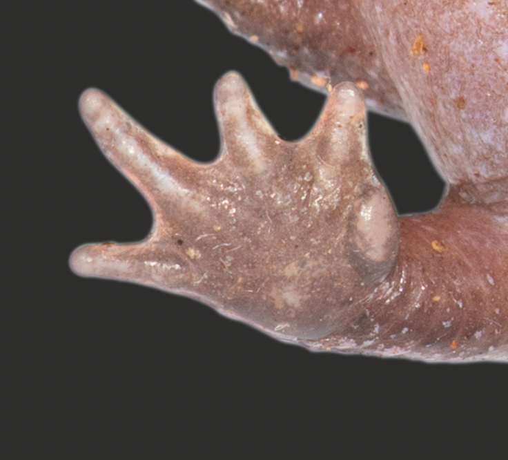 MarkScherz's tweet photo. These are features we see again and again in #RoundFrogs, most of which are burrowers! Another key feature of burrowing frogs are large tubercles on the hands and feet that they use in digging. Rhombophryne testudo is no exception.
#MadagascarFrogs https://t.co/ffJty6VzLl