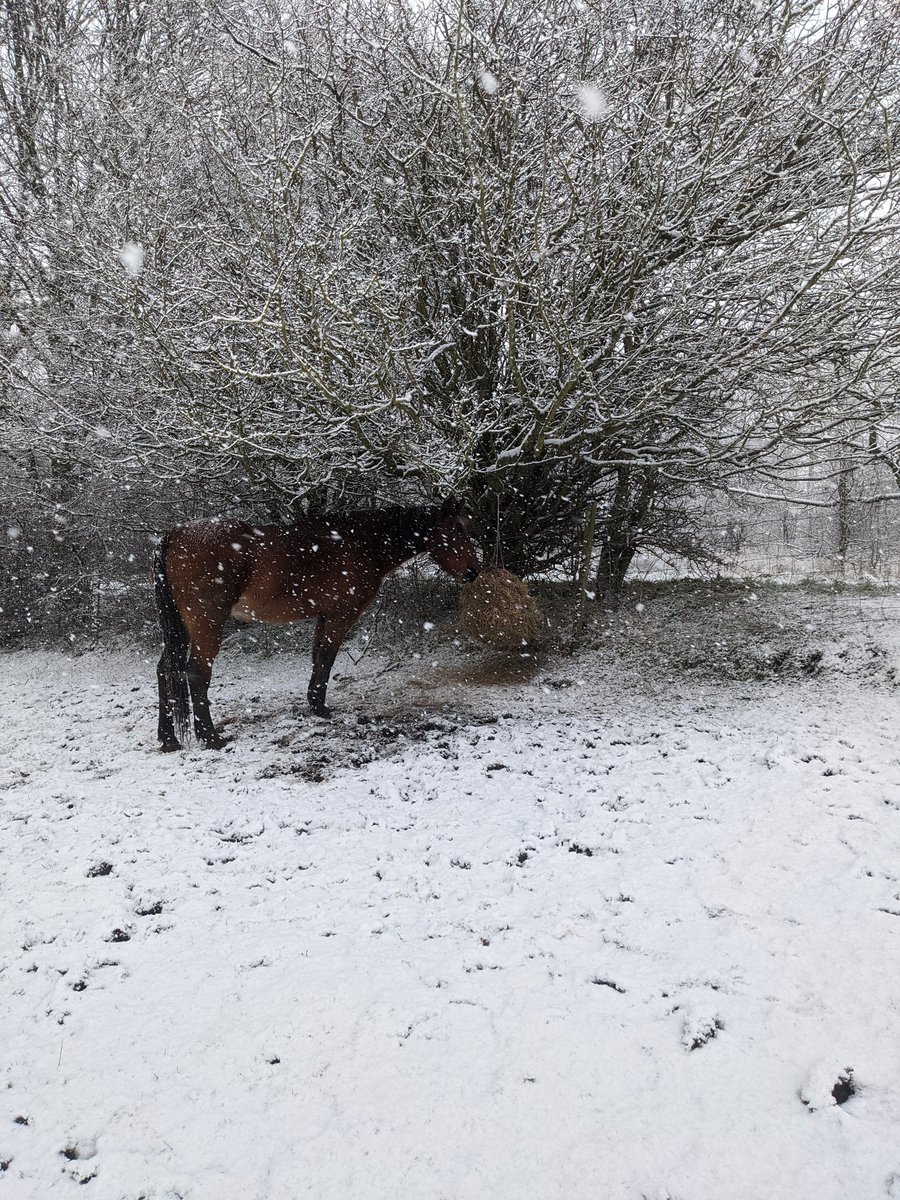 Phillys_Chance's tweet photo. Saturday the 893rd of January.......I'm not even exaggerating, January is the longest month. 
Fed some horses, learnt that water proof mascara is essential when it's snowing 😂 check it all out on Instagram 😁💜
https://t.co/0cvyxYb1fc https://t.co/SFEsFOIb2E