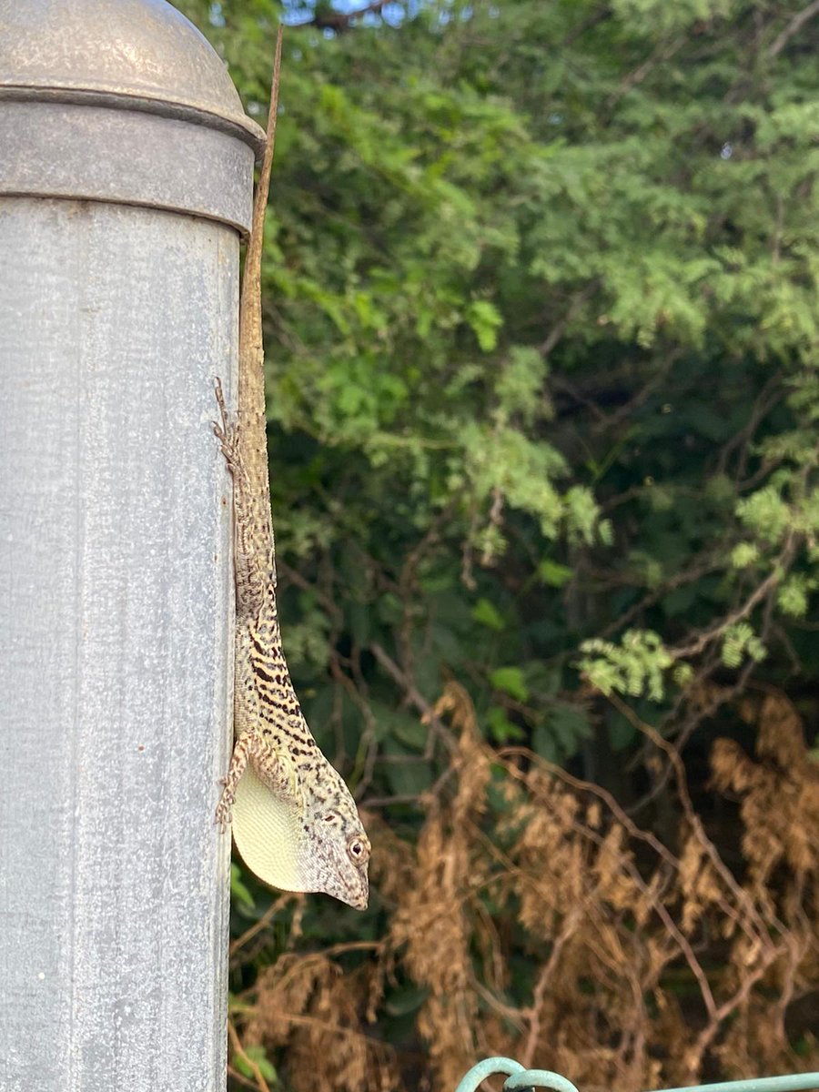 BonaireNu (@bonairenu) on Twitter photo 