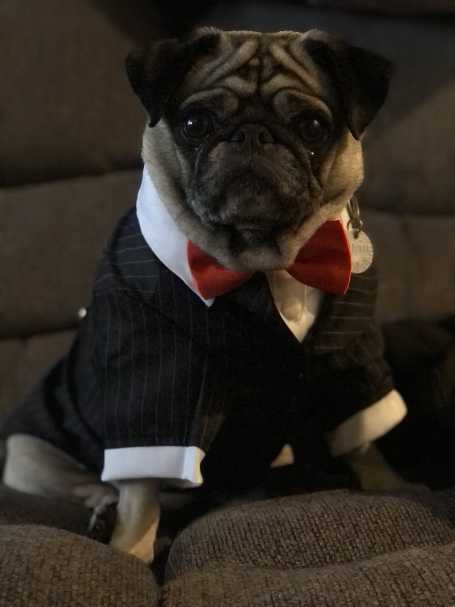 emilioslns's tweet photo. @Casteel_EM That may or may not have been petunia and me on the EM trail 😅 it was an old Men in Black halloween costume that she had that I couldn’t let go to waste. https://t.co/VzVUk6medh