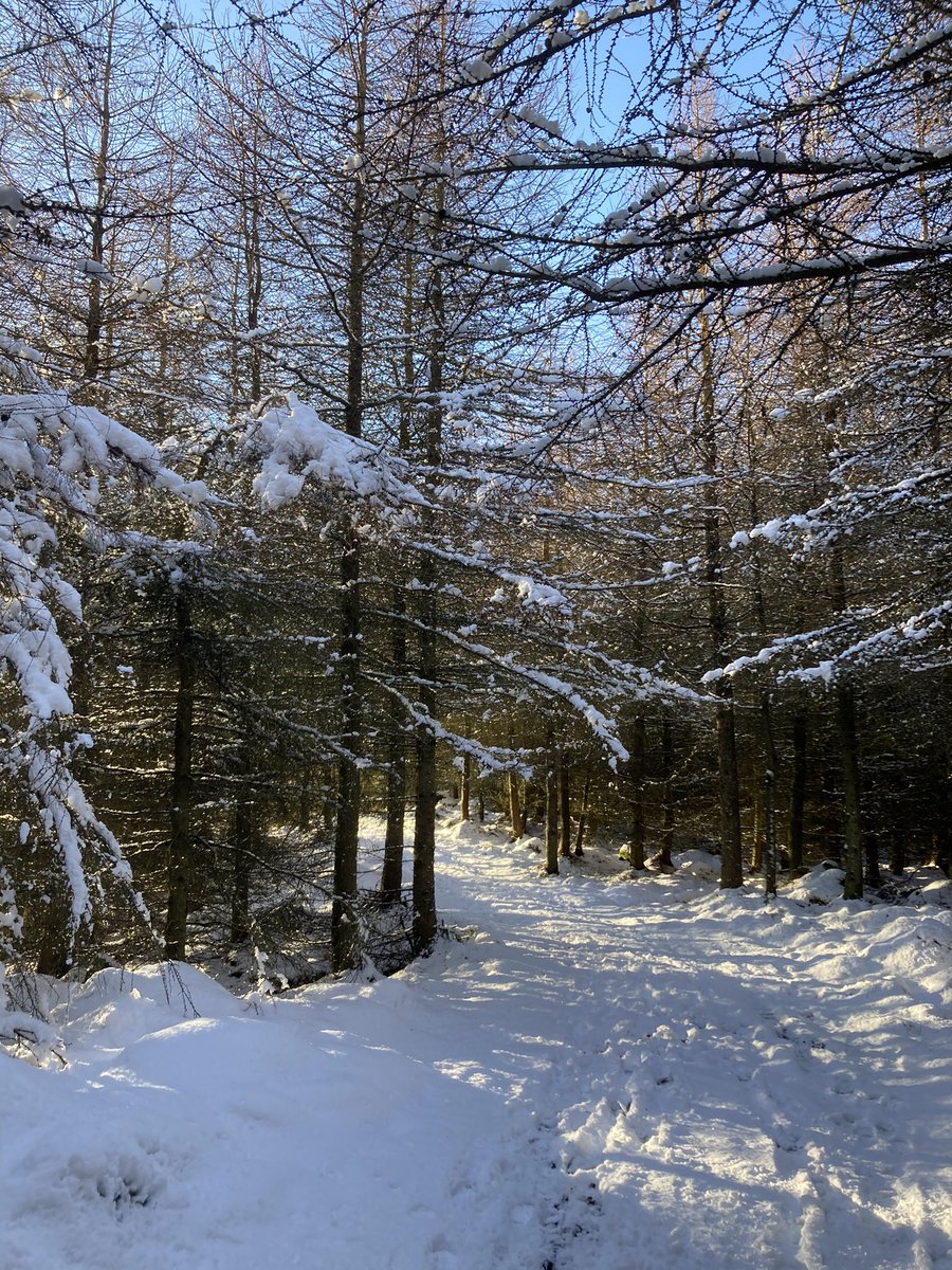 rik_curtis's tweet photo. Beautiful............🌲🌲❄️❄️🥶 ☀️#winterdays #winterealks https://t.co/M97aLR1O5W