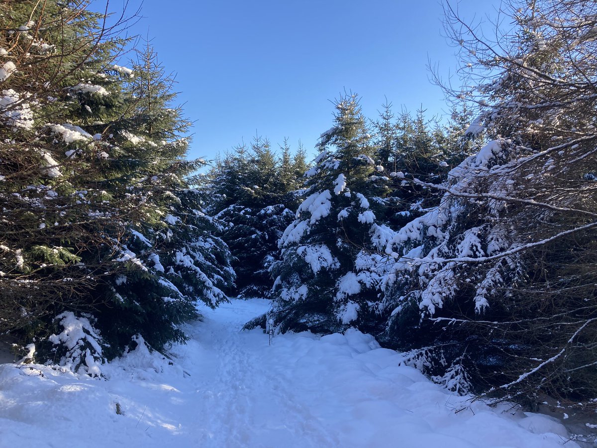 rik_curtis's tweet photo. Beautiful............🌲🌲❄️❄️🥶 ☀️#winterdays #winterealks https://t.co/M97aLR1O5W