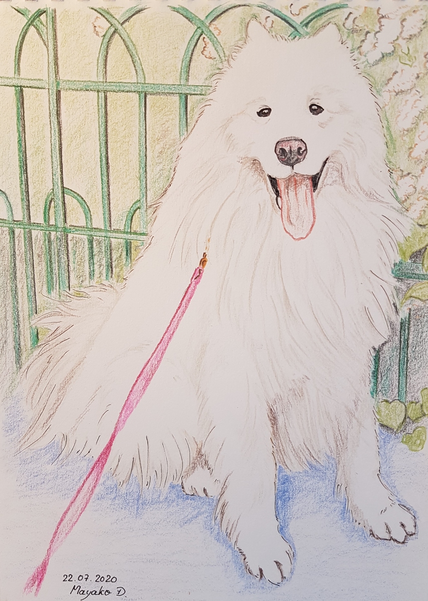 Sissi02 サモエドスマイル アナログ Samoyed サモエド 犬の絵 サモエドイラスト 色鉛筆 犬 犬イラスト ペット マイクロペン T Co Ypjrib19h4 T Co M2at9mzilm Twitter
