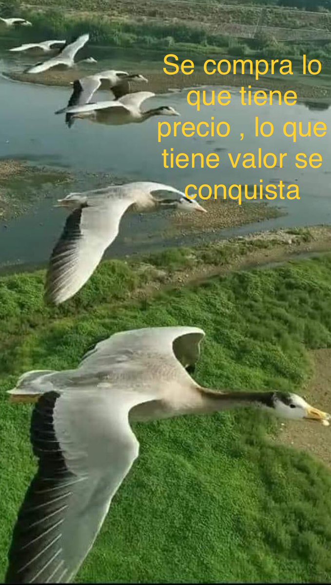 Philipooss's tweet photo. Antes de querer comprar algo , revisa tus bolsillos o mejor aún revisa tu corazón y sabrás para que te alcanza..! https://t.co/deAfMf5Pxm