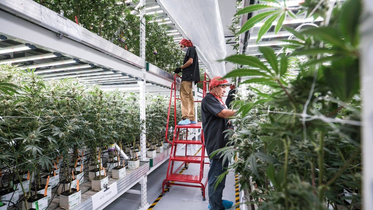 DanielDuenas7's tweet photo. $GMEV who’s ready for cannabis and vertical farming? #EROOTS https://t.co/kSRN5nag8y