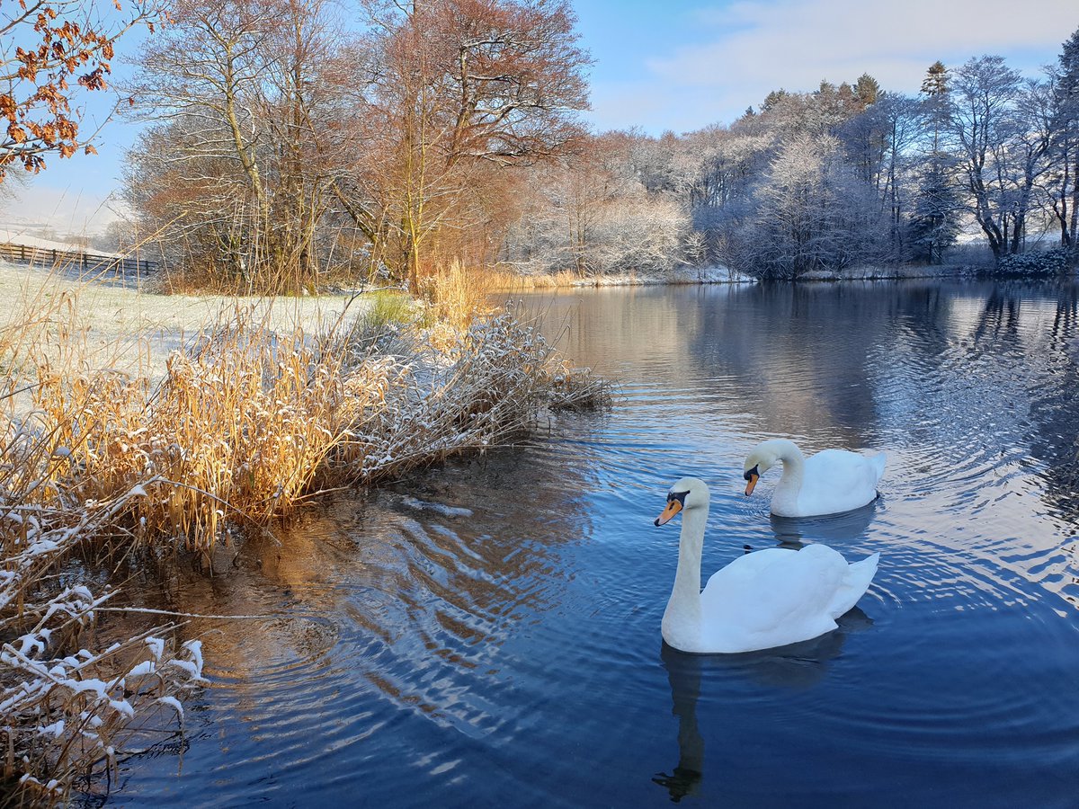 Beautiful this morning, our first snow of the Winter and the farm is looking magical❄️

#snow #winter #logcabin #swans #lakedistrict