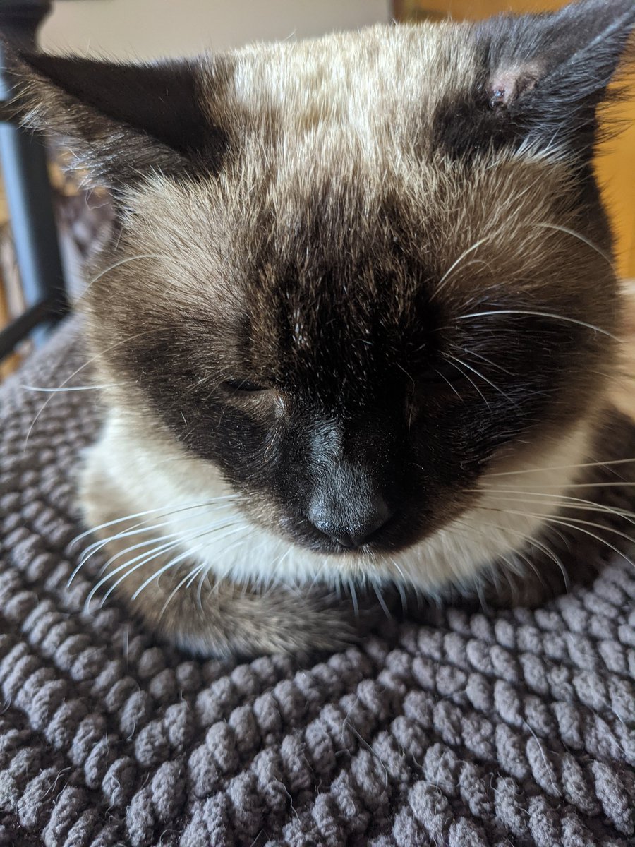 CatMusetto's tweet photo. Ms. Human took my favorite sitting spot, the chaise. Do I look sad? (I am trying to make her feel guilty.) https://t.co/jBXTGZ1wWR