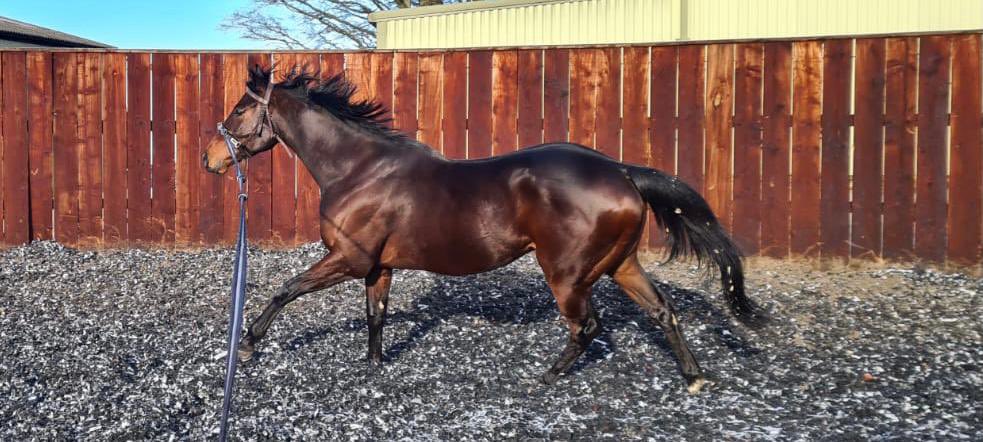Twisted Dreams is back in work after a break. Looking fantastic <a href="/RebeccaEMenzies/">Rebecca Menzies Racing</a>