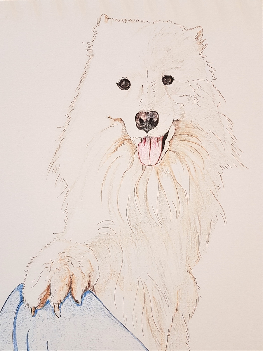 Sissi02 おねだりするサモエド アナログ サモエド 犬の絵 色鉛筆 犬 犬イラスト ペット マイクロペン Samoyed サモエドイラスト T Co Pdqvzmfnqq