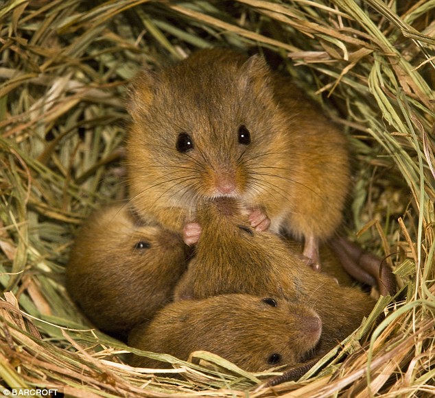 BecksideCF's tweet photo. You may not be aware but the famous Scottish Poet, Robert Burns, was a farmer. One of his most famous poems 'To a Mouse', was written after he'd accidentally turned over the nest of a tiny field mouse with his plough. 'Happy #BurnsNight'  🐭 https://t.co/6sva9m8C9l