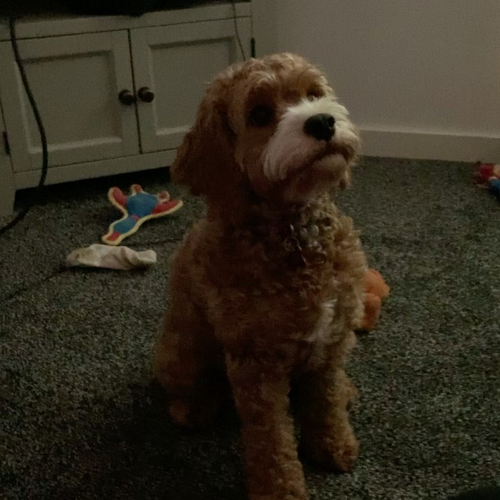 Bhailey 😜🍀💚 
#cavapoosofinstagram #cavapoolove #dogsofinstagram #football #celtic #celticfc #puppy #dog #bestfriend #cavapoopuppy #scotland #glasgow @celticfc @celtic.fan.page_