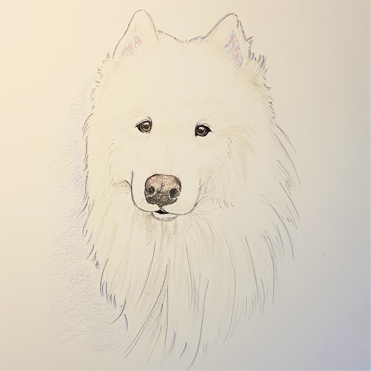 Sissi02 我が家のサモエド アナログ サモエド Samoyed 犬の絵 色鉛筆 犬 犬イラスト ペット マイクロペン サモエドイラスト T Co Btvdnpxxns