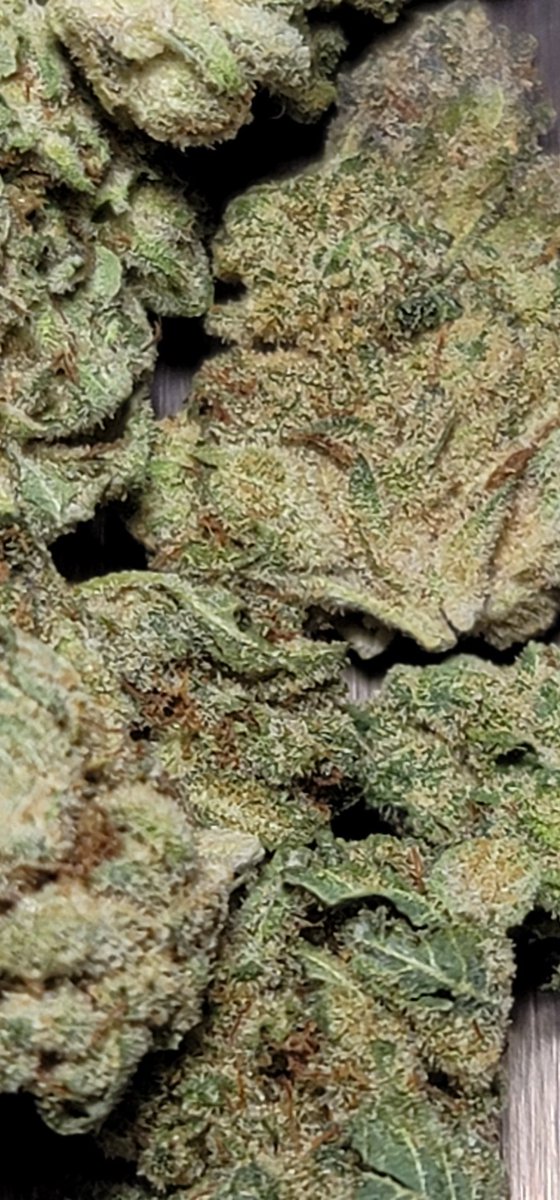 Mario204Super's tweet photo. #GINGERFIZZ from @ouestcannabis is on a whole different level. It's uniquely original traits are indescribable. 10/10 in every sense, it is #cannabis perfection. Grown with respect, care and ran by a passionate leader! A Super experience, #CannabisCommunity spread the word ππ
πΏ https://t.co/Y5OoW12EZt