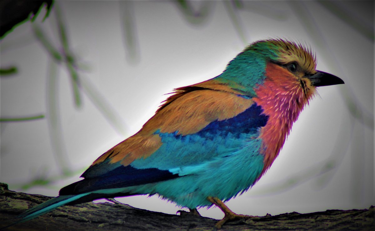 Dr Clive Kelly tweet media