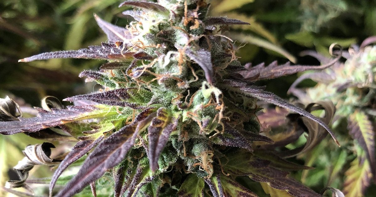 herbies_seeds's tweet photo. 🌿 Seed strain: Royal Gorilla Automatic (RQS)
🙋‍♂️ By: Vincent11
📔 Source: growdiaries

🔍 Available on our website

Smoky dream 🌬
 
#herbiesseeds #cannabisseeds #cannabiscultivation #gettinghigh #cannabiscommunity  #hemp #cannabis #marijuana https://t.co/8t1jBN3KuF