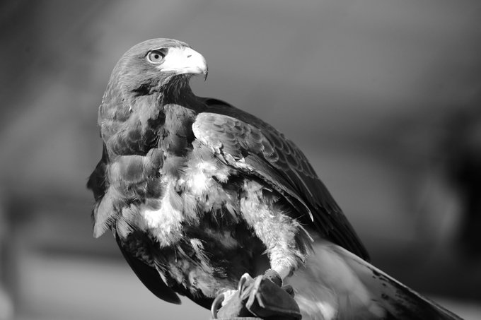 白黒にするとかっこいいって聞いたのtwitterイラスト検索結果